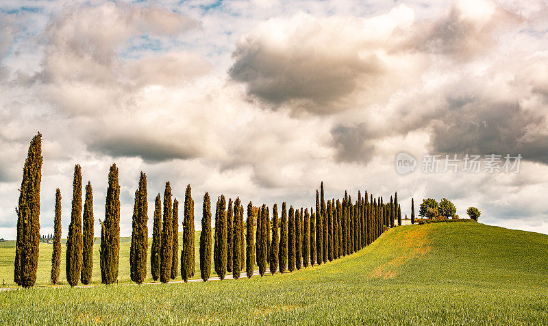 托斯卡纳的柏树线。地点:Val d'Orcia，托斯卡纳，意大利，欧洲